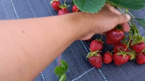 ФЛОРИДА БЬЮТИ. Ремонтантный сорт с ароматом земляники