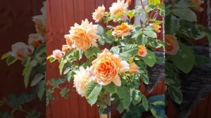 Штамбовая роза Grace