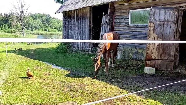 Жара, поливайка и лошади. Hot weather, water sprinkler and horses смотреть онлайн