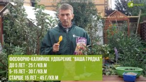 Не пропустите ОСЕННЮЮ подкормку яблони! ТОП 4 удобрени