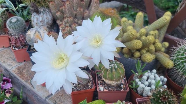 Кактусы зацвели ночью. Встала рано, чтобы успеть полюб смотреть онлайн