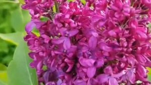 Саженцы сирени Красная Москва