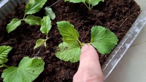 Как укоренился Пузыреплодник из черенка.