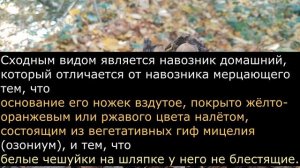 Навозник мерцающий Coprinellus micaceus Часть 1 Описание Съедоб