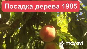 Персик «СОЧНЫЙ « крупноплодный сорт /Peach "Juicy" large-fruited