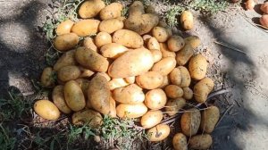 Выкопали картошку. Показываю какой урожай. Какой сорт