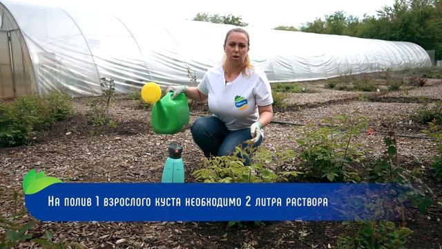 Что делать, если розы заболели? Лечим или укрепляем им? смотреть онлайн