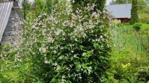 Гилления трехлистная (trifoliata),16 июня 2024 г.