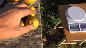 Обзор некоторых сортов груши на 11 октября