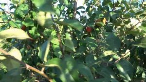 Яблоня ЗОРКА и КРАСАВИТА: белорусские сорта в Черкасс?