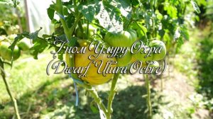 ТОМАТЫ ГНОМЫ. ОБЗОР СОРТОВ