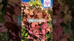 Гортензии Бонфайр и Металлика