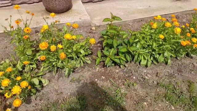 Сад на Урале 25 июня 2025г. 1 ЧАСТЬ. смотреть онлайн