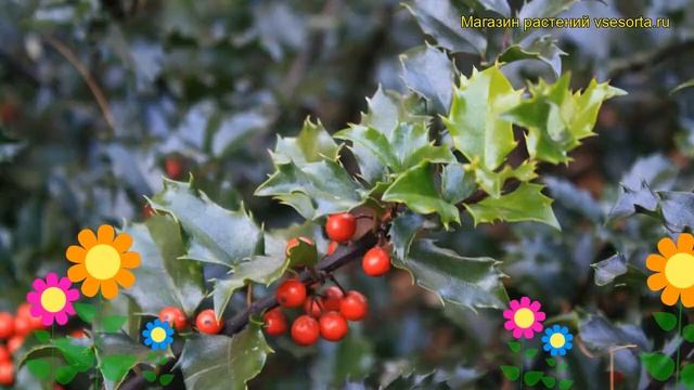 Падуб мезерва Блю Энжел. Краткий обзор, описание харак смотреть онлайн