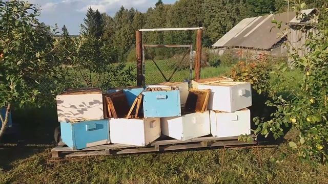 Метод Цебро ВАРАКСИНО Отвлечение рабочей пчелы от вор смотреть онлайн