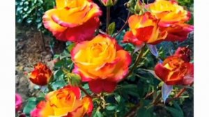 ТОП 20 восхитительных чайно-гибридных роз