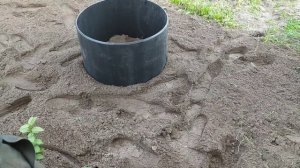 Посадка голубики в "ведро"