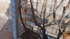 🔴Самая простая обрезка винограда осенью.
