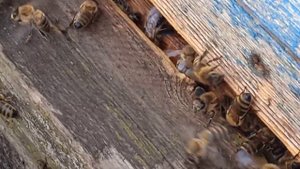 Гибель пчёл в Московской области. Отравление пчёл яда?