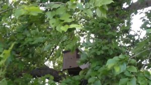 Роеловный сезон 2025! Пчеловодство и пасека.