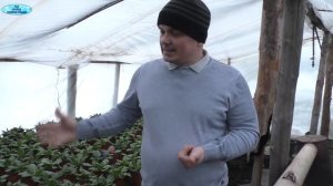 Примула к 8-му Марта! Технология выращивания.