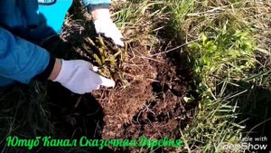 Как выкопать и хранить георгины