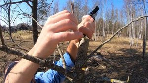 Как правильно привить грушу в ращеп (( расщеп)(копулир?