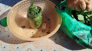 Как приготовить чай из листьев персика, ферментация
