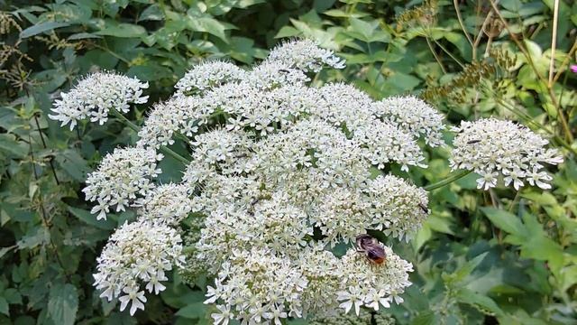 Мастер маскировки. Скулатка украшенная - муха с раскра смотреть онлайн
