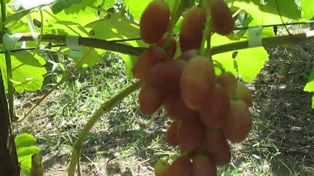 Сорт винограда :  Королёк смотреть онлайн