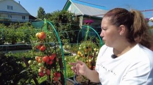 РАСТИМ ТОМАТЫ БЕЗ ХЛОПОТ И ЗАБОТ! Серия томатов "Непас"