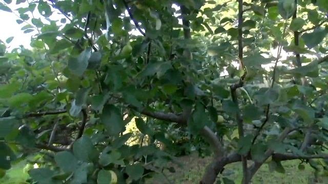100 сортов в одном саду!!! Многосортовые деревья обильно