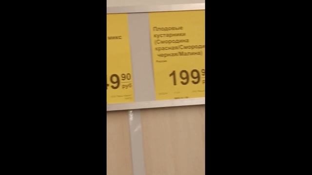В МАГАЗИН ДА завезли 🔥 саженцы груши.яблони.сливы.виш