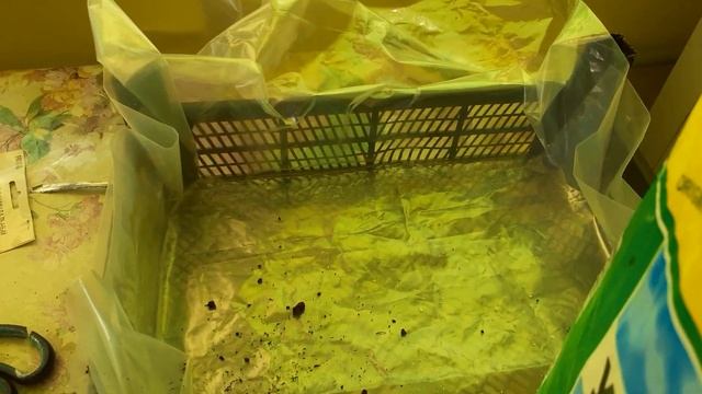 Выращивание шампиньонов в домашних условиях смотреть онлайн