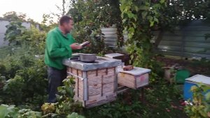 Подготовка пчел к зиме. Стимуляция пчел сахарным сиро?