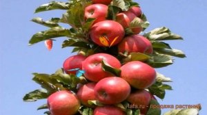 Яблоня колоновидная Алые паруса (malus) 🌿 Алые паруса об
