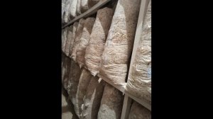 Состав и способ обработки субстрата вешенки. Кипятим ?