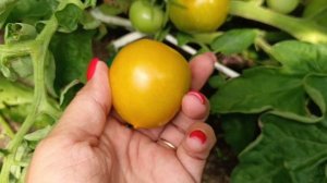 Созрели томаты Непас 4 оранжевые с носиком