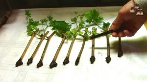 Укоренение черенков винограда вверх ногами