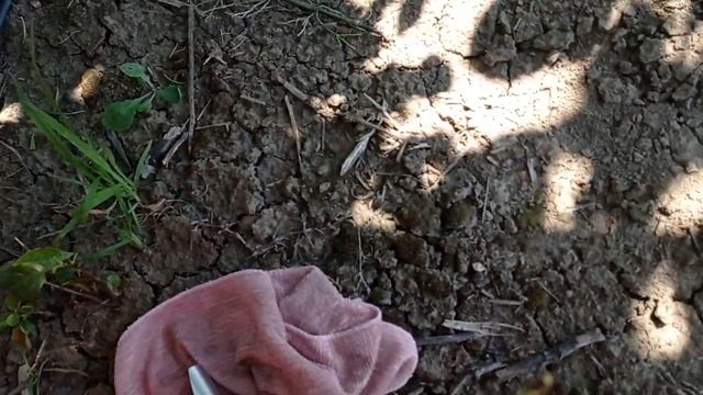 Черешня Регина смотреть онлайн