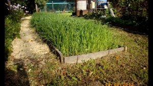 Огуречная грядка и сидерат  Овёс. Осенний сидерат,