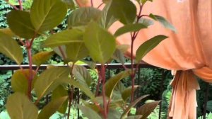 Распаковка гортензий из питомника Анабель. Август 2025