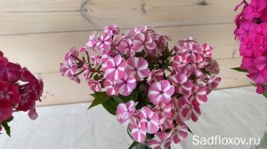 Выставка флоксов  Серия Бамбини