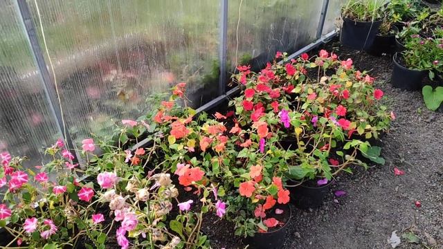 Осенний сад,дорожки из бетона и теплички. смотреть онлайн