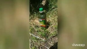 АУТДОР 2020. Подгибание автоцветов.23 дня от всхода.