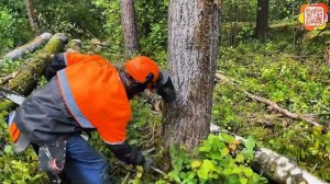 Как за рубежом валят лес – метод бензопилой Stihl MS 361