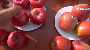 Сорта группы РЕД ДЕЛИШЕС, ФУДЖИ и др. Обзор зимних плод