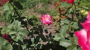 Роза Дабл делайт.