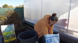 НЕ САЖАЙТЕ ГОЛУБИКУ ОСЕНЬЮ, ПОКА НЕ ПОСМОТРИТЕ ЭТО ВИД