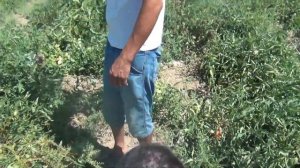 Индио F1 қызанағы - выращивание томата Indio F1 (Шымкент, 2017